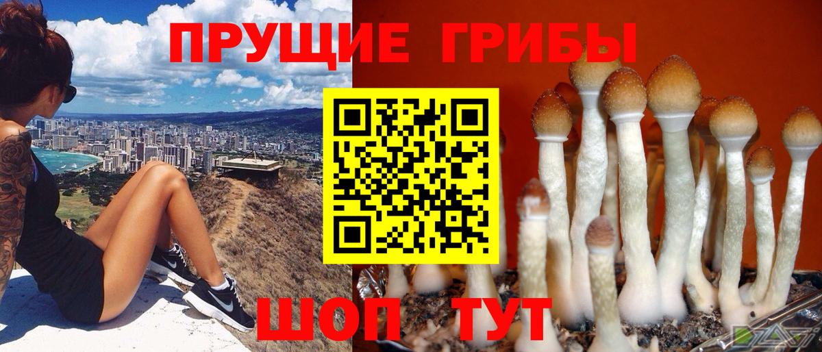 Псилоцибиновые грибы Cubensis  Вход с VPN  Мариинск  Галлюциногенные грибы GOLDEN TEACHER 